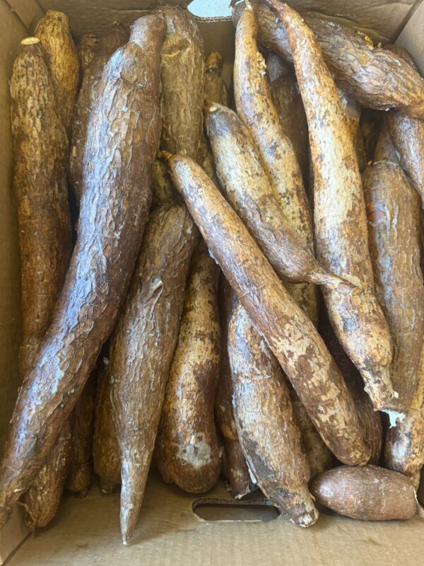 Manioc Frais.