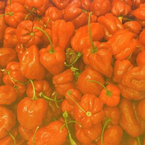 Piment Antillais (extra fort) rouge
