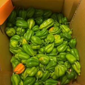 Piment antillais (extra fort) vert