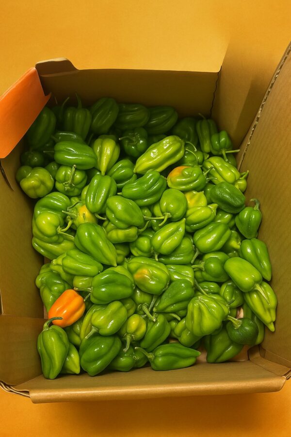 Piment antillais (extra fort) vert